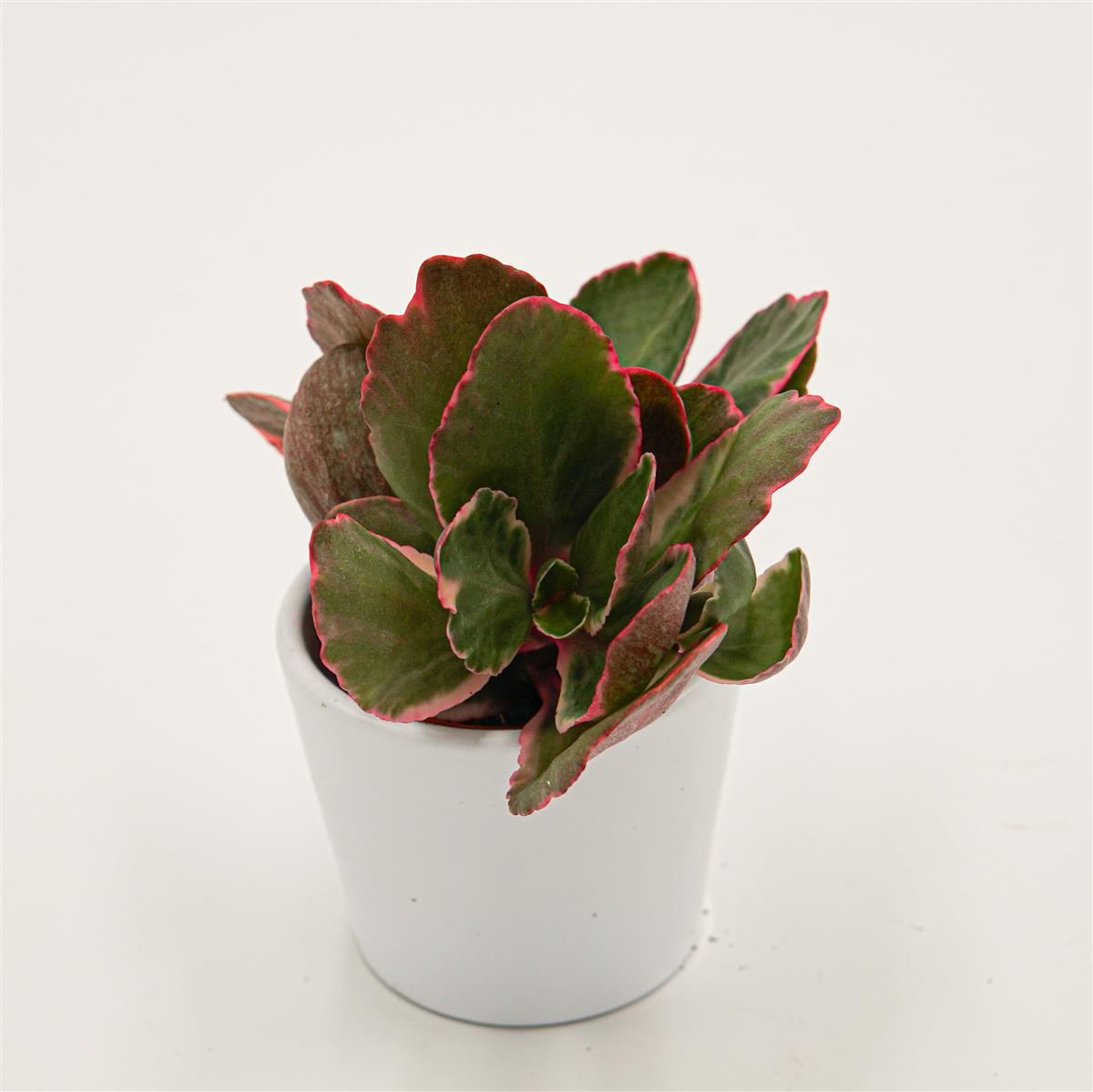 Kalanchoe blossfeldiana f. variegata - 5,5cm