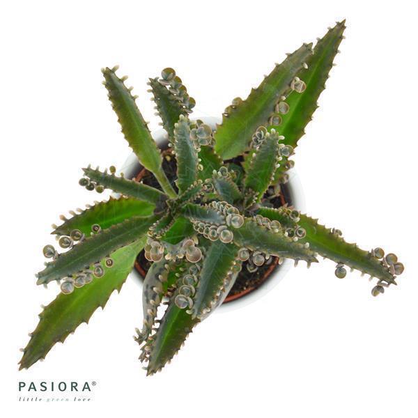 Kalanchoe daigremontiana - 6cm