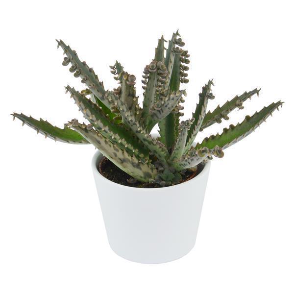 Kalanchoe daigremontiana - 6cm