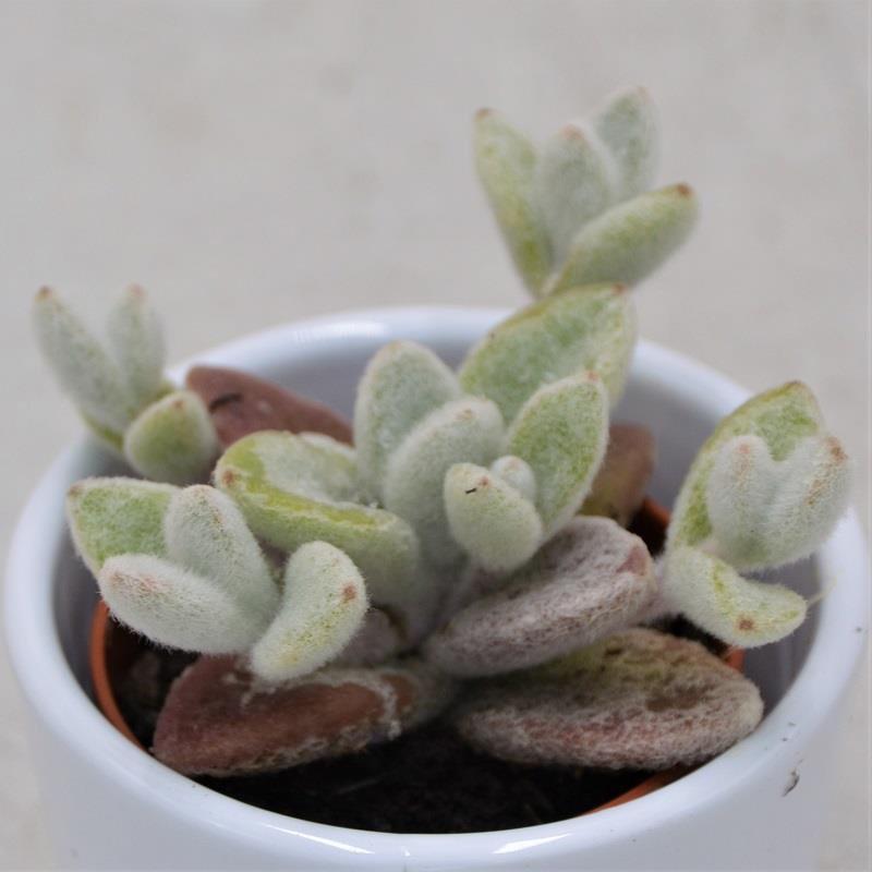 Kalanchoe eriophylla - 5,5cm