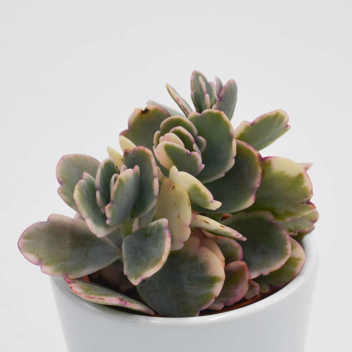 Kalanchoe f. variegata Tricolor - 5,5cm