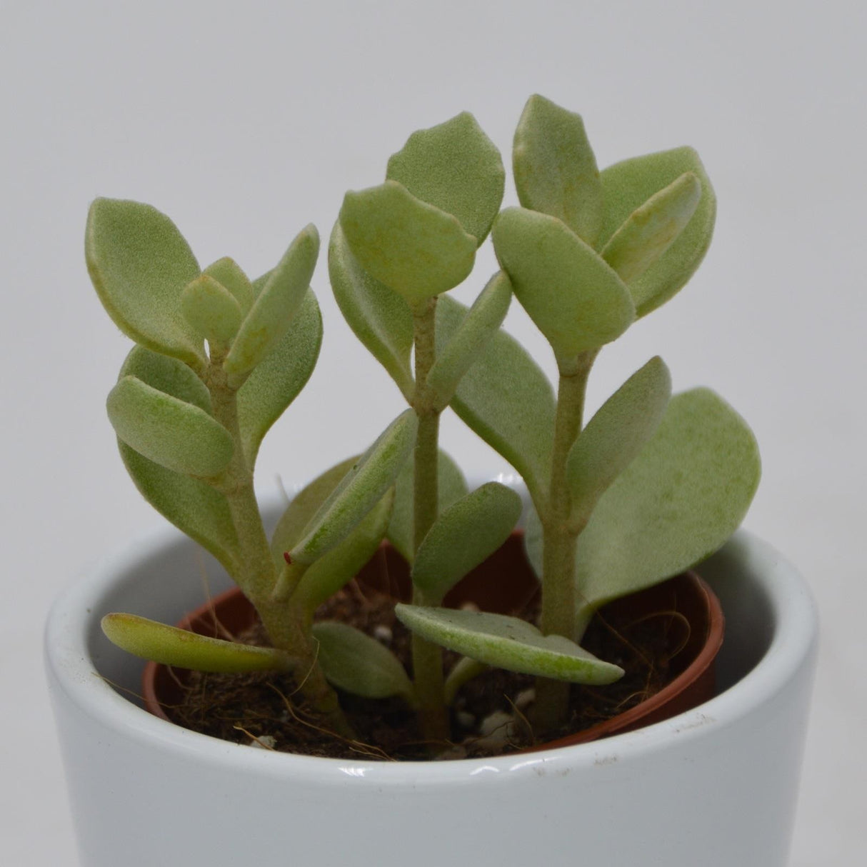 Kalanchoe hildebrandtii - 5,5cm