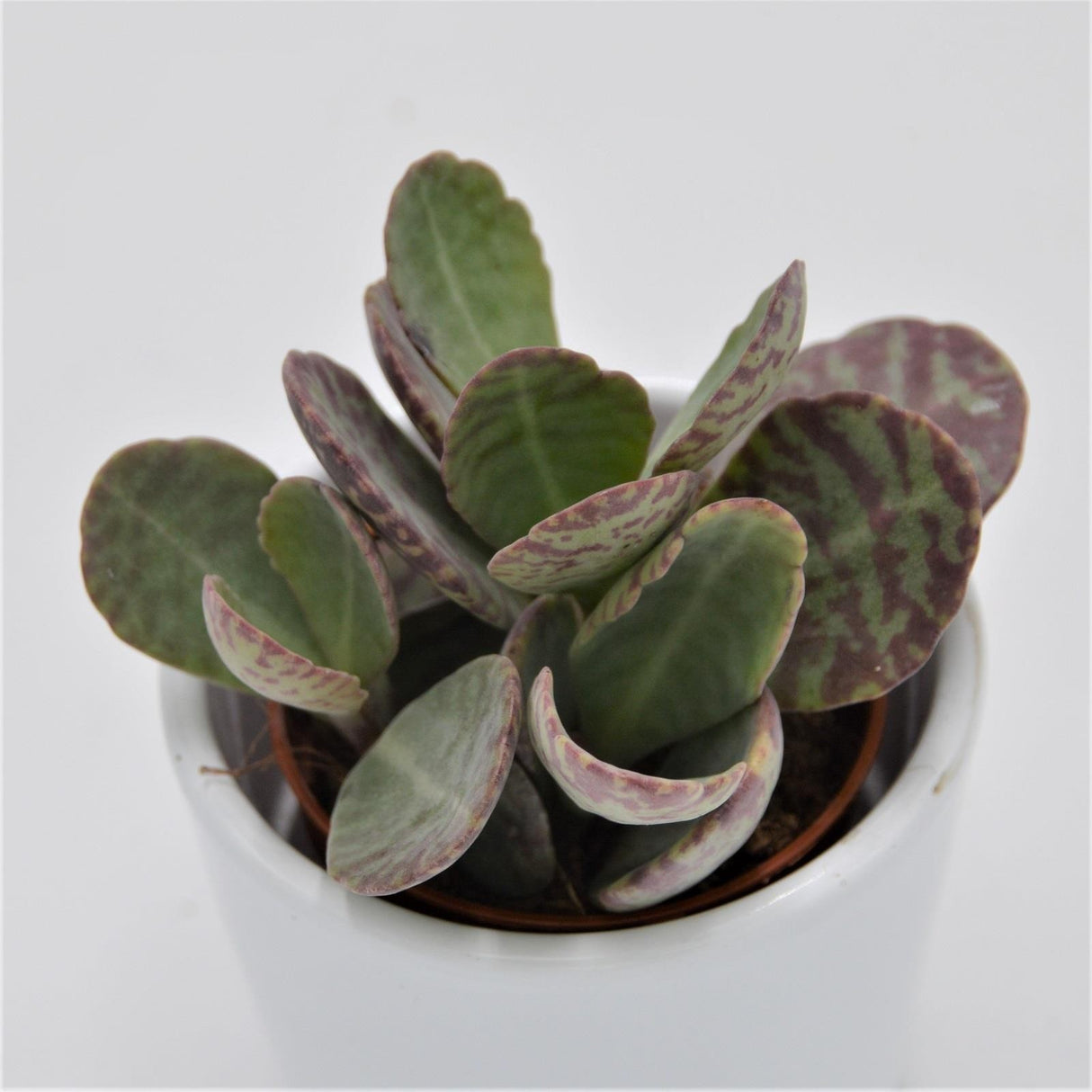 Kalanchoe humilis Desert Surprise - 5,5cm