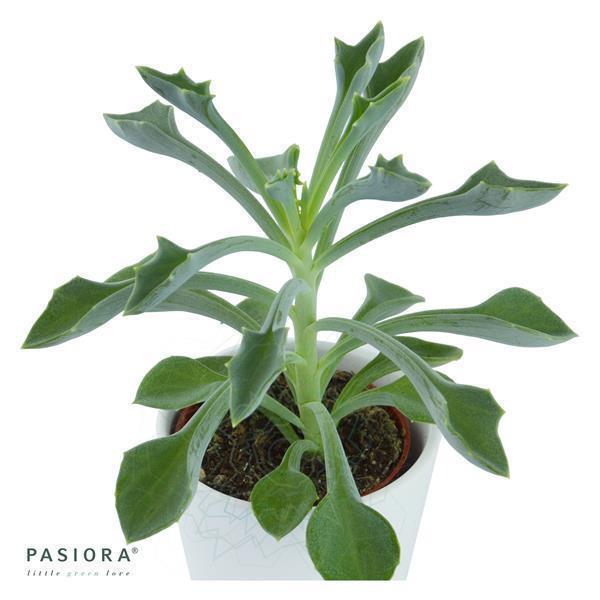 Konnichiwa Kalanchoe, 3 Stück