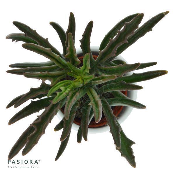 Konnichiwa Kalanchoe, 5 Stück