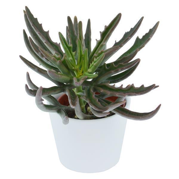 Kalanchoe Spider - 6cm