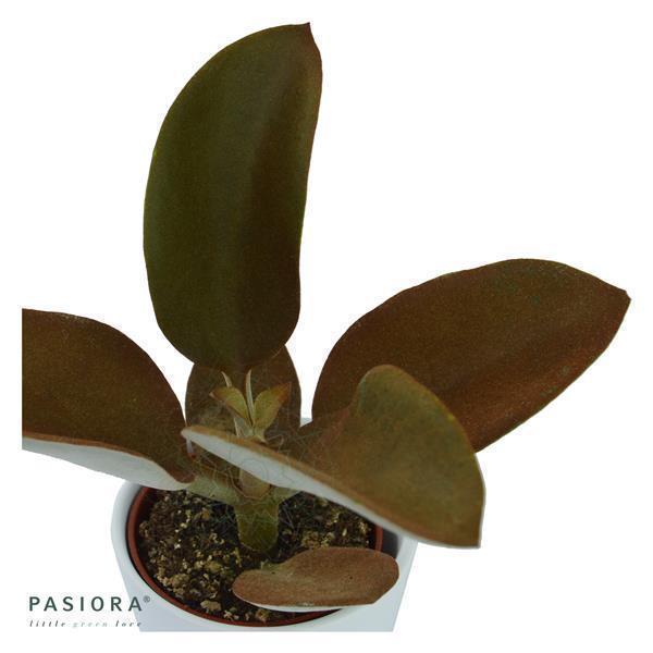 Konnichiwa Kalanchoe, 3 Stück