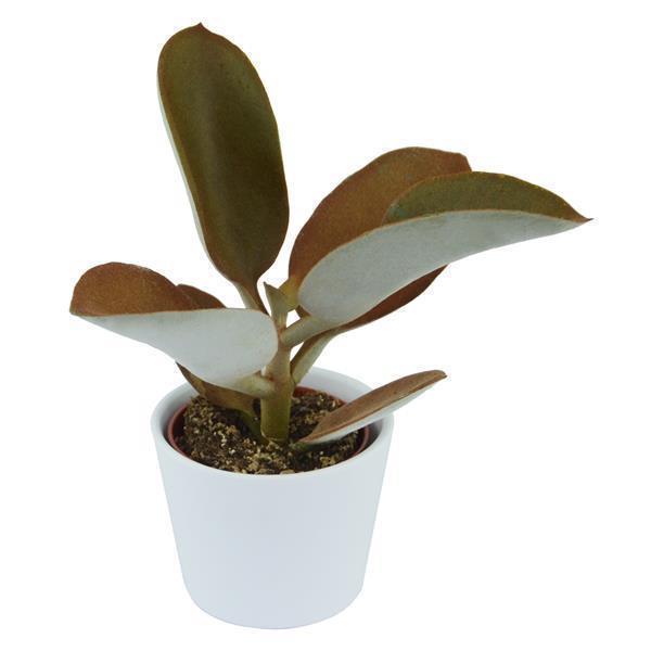 Kalanchoe orgyalis - 6cm