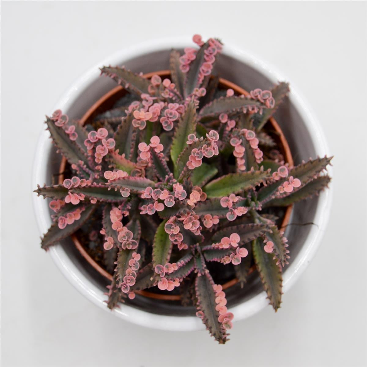 Kalanchoe Pink Butterfly - 8,5cm