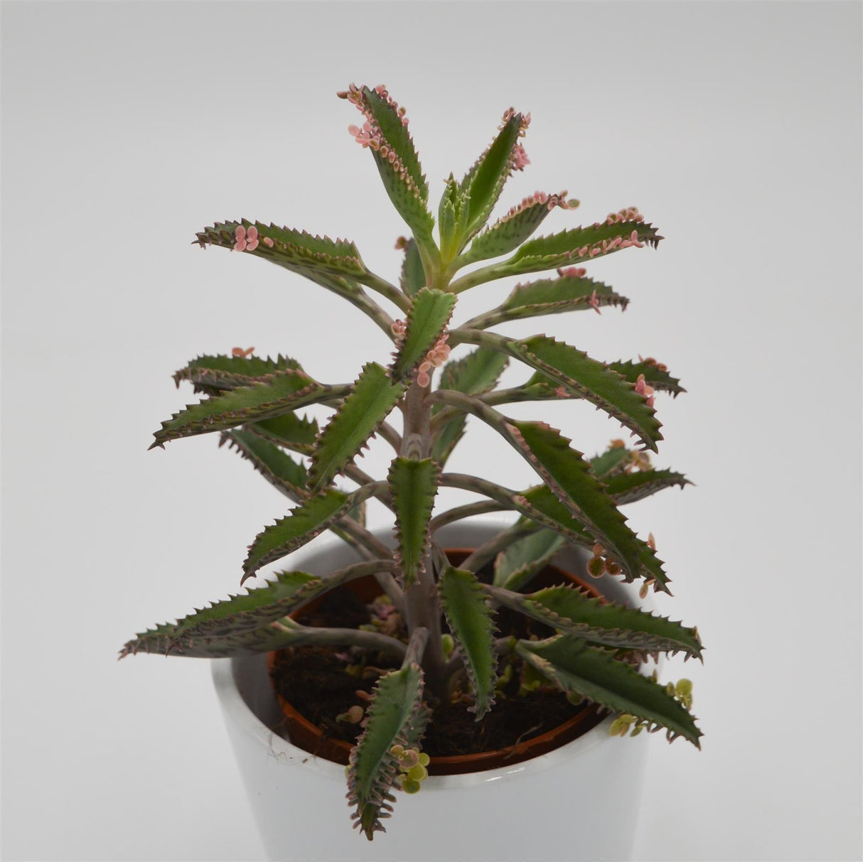 Kalanchoe Pink Butterfly - 8,5cm