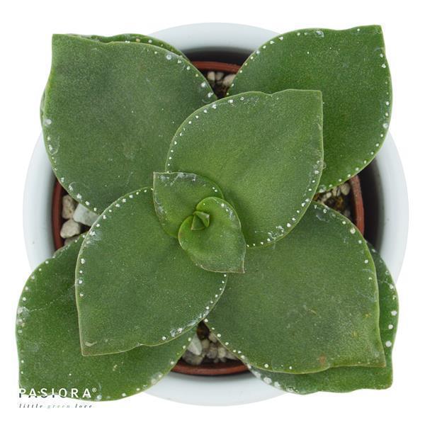 Konnichiwa Kalanchoe, 5 Stück