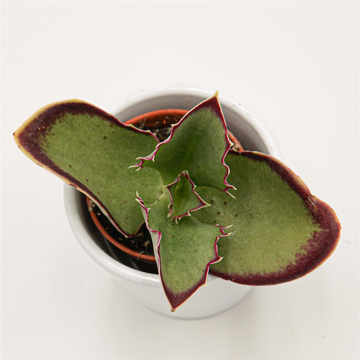 Kalanchoe synsepala - 5,5cm