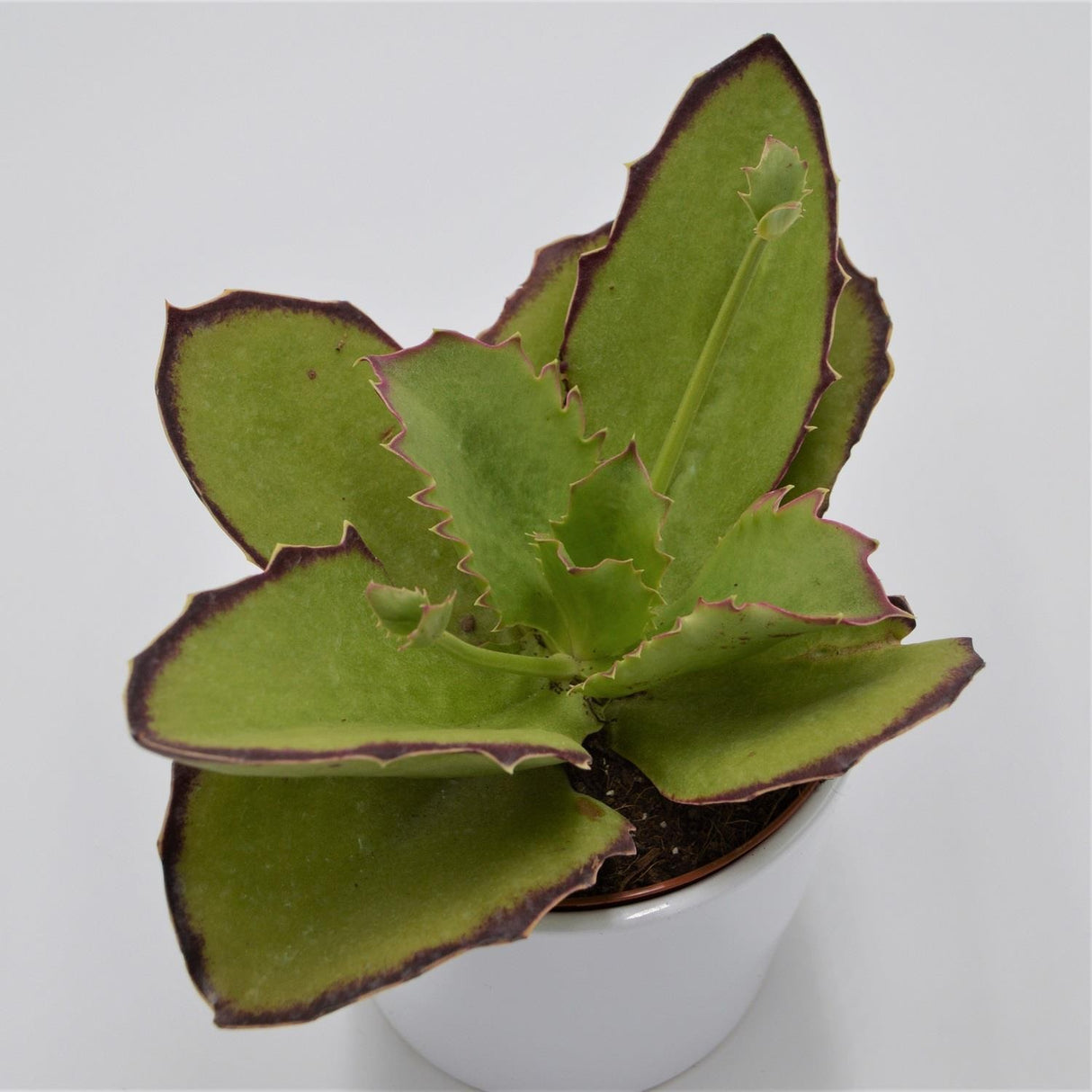 Kalanchoe synsepala - 13cm