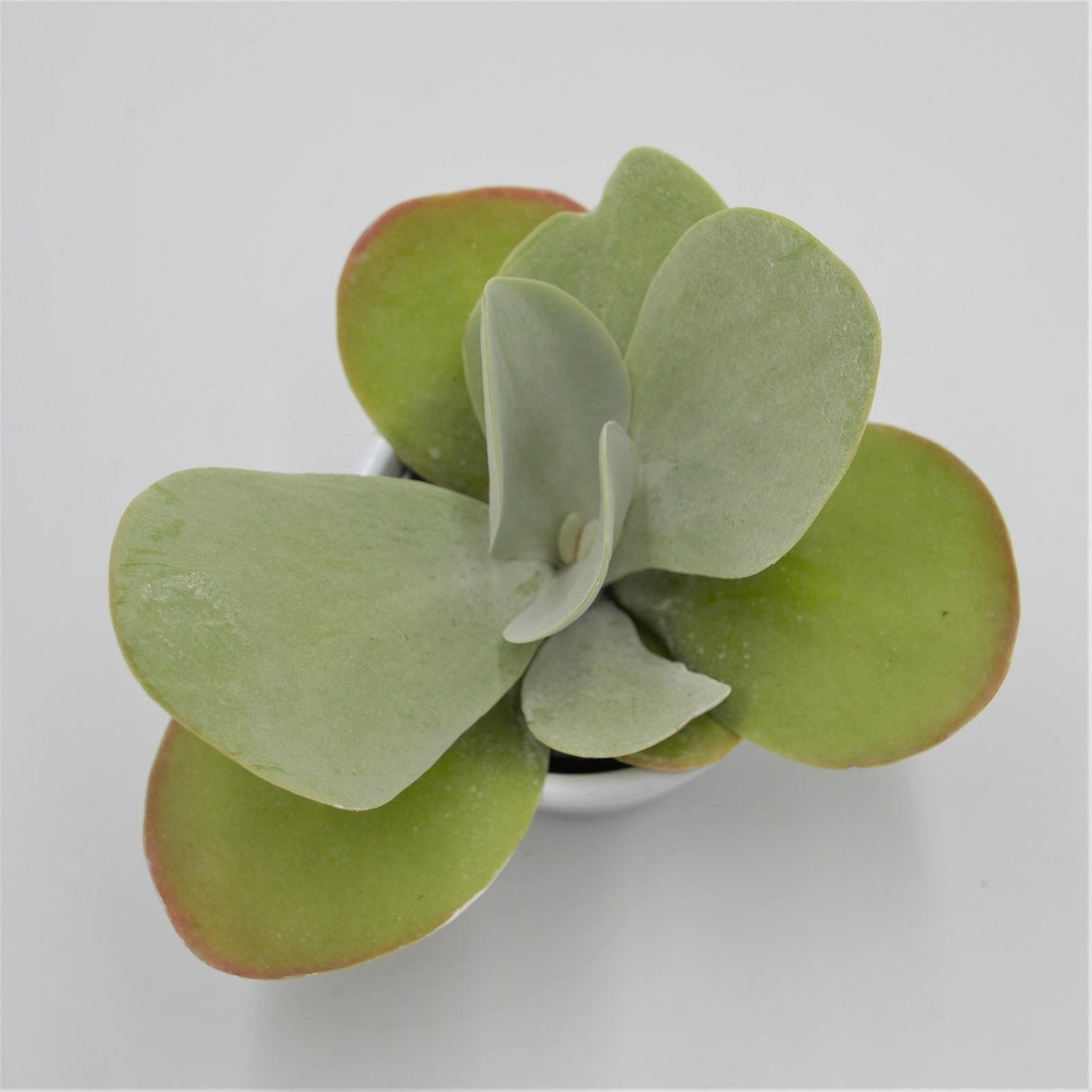 Kalanchoe thyrsiflora - 6cm
