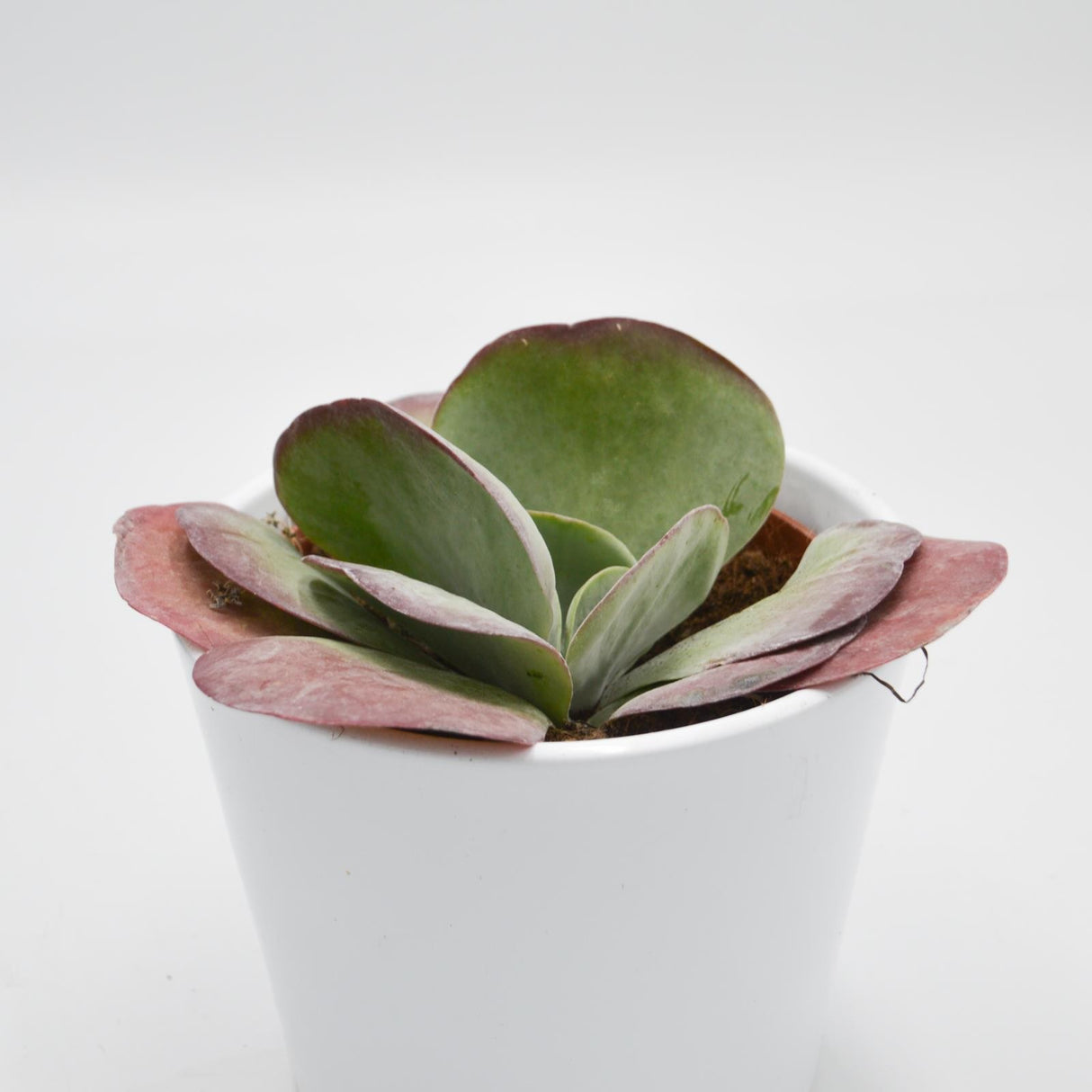 Kalanchoe thyrsiflora - 12cm