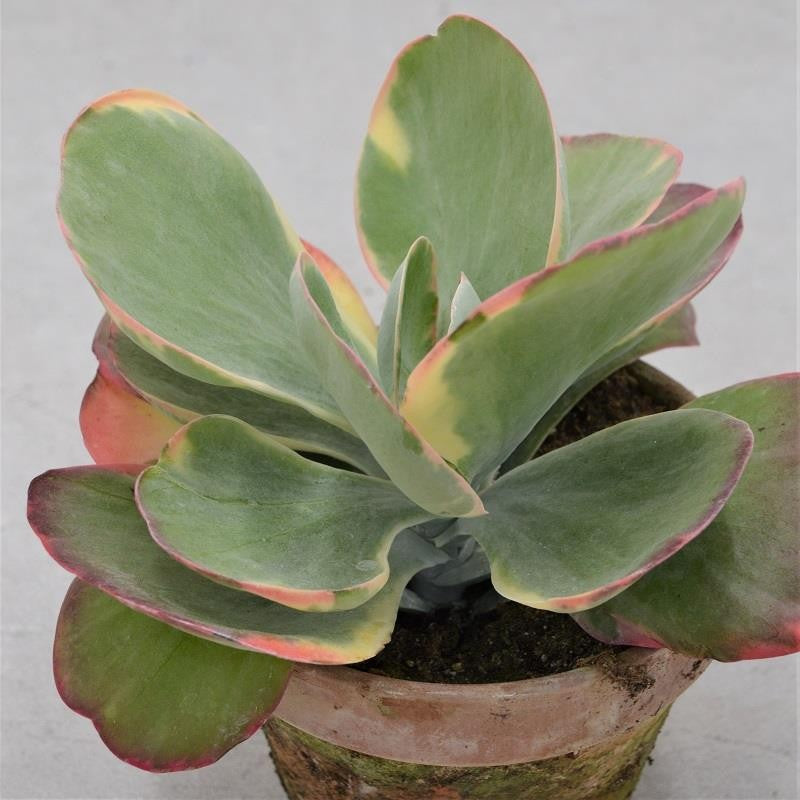 Kalanchoe thyrsiflora Rainbow - 13cm im Tontopf