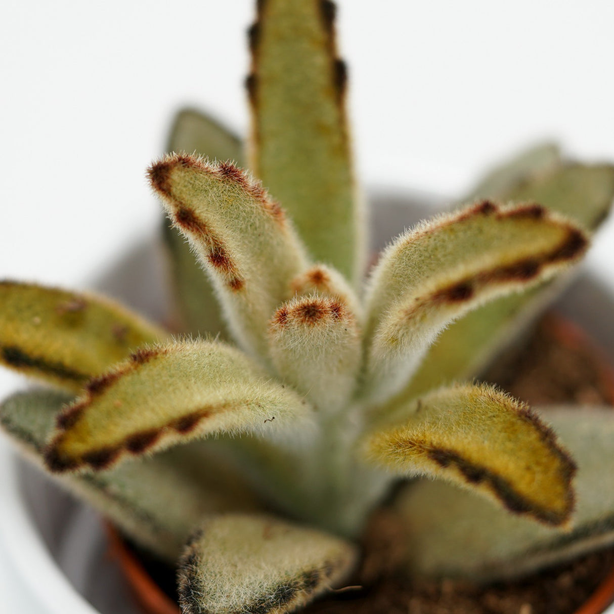 Kalanchoe tomentosa Chocolate Soldier - 9cm
