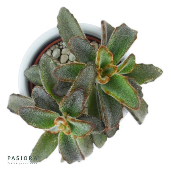 Konnichiwa Kalanchoe, 5 Stück