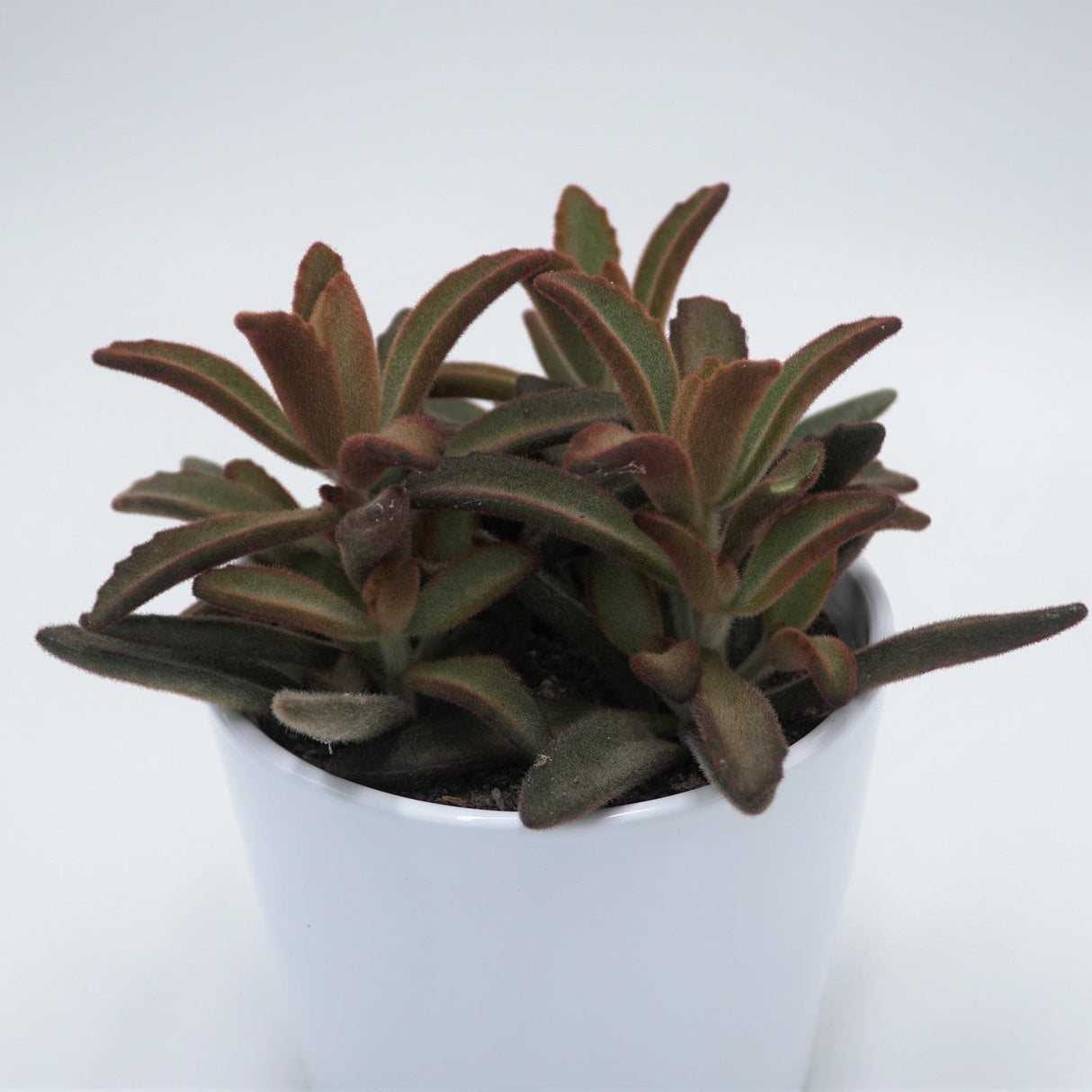 Kalanchoe tomentosa Rubra - 12cm