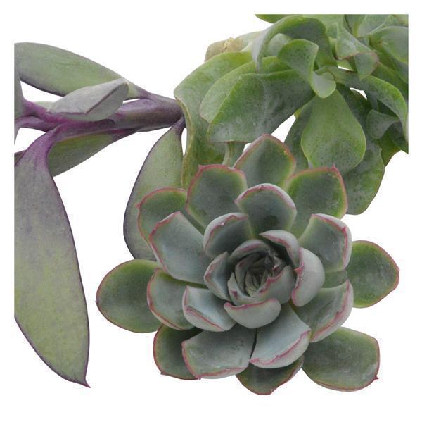 Kopfstecklinge, 3 Stück