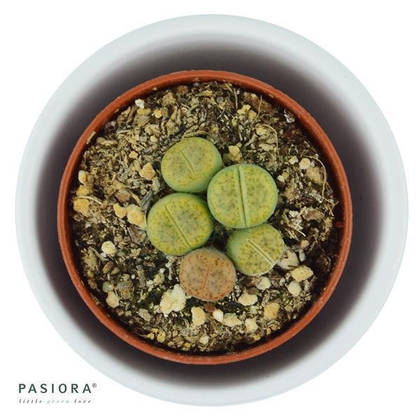 Lithops ssp. - 5,5cm