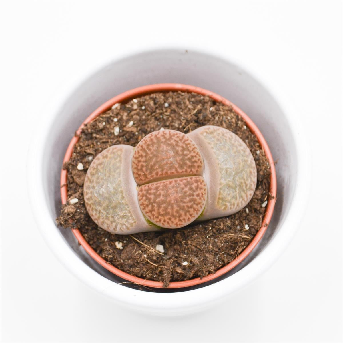 Lithops ssp. - 5,5cm