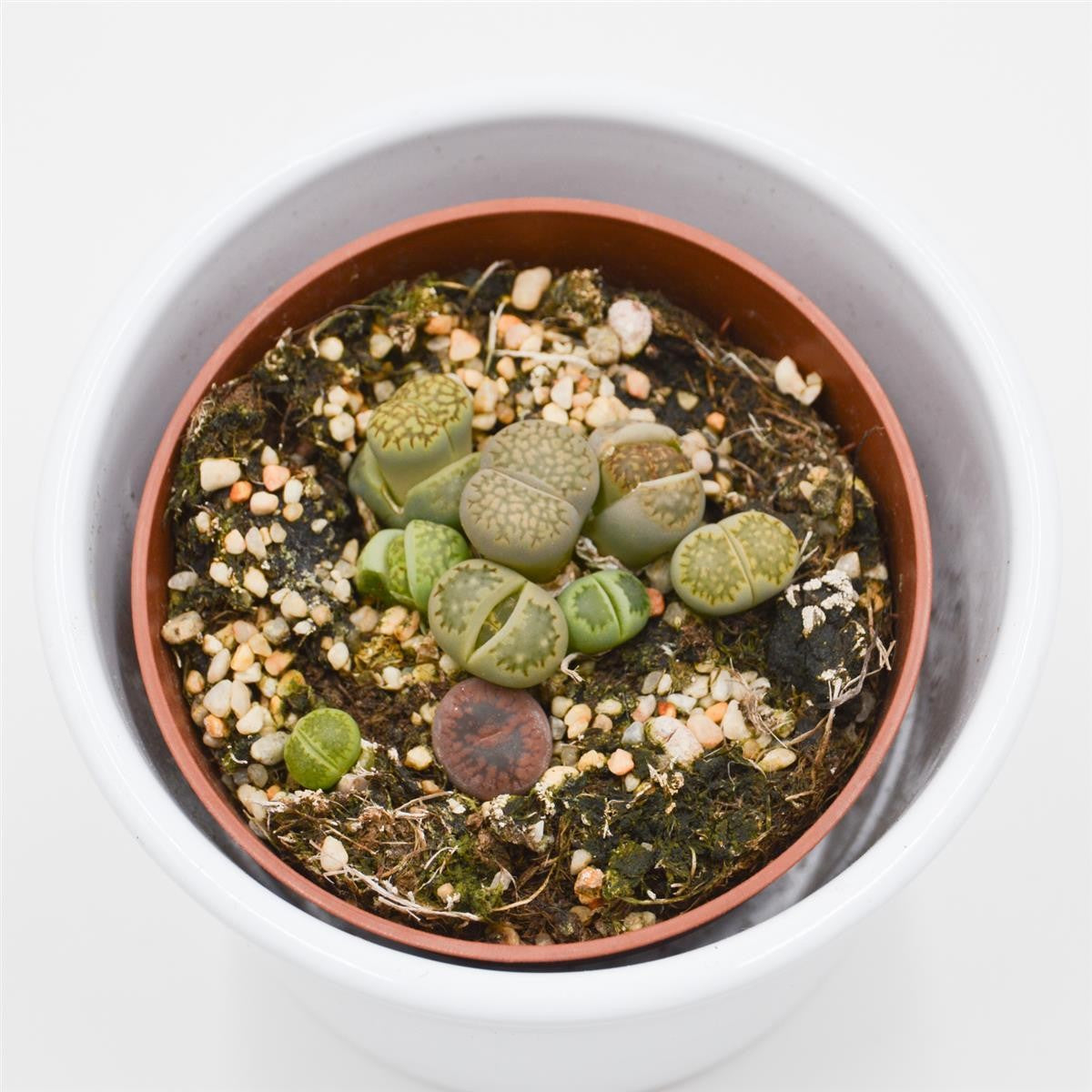 Lithops ssp. - 8,5cm
