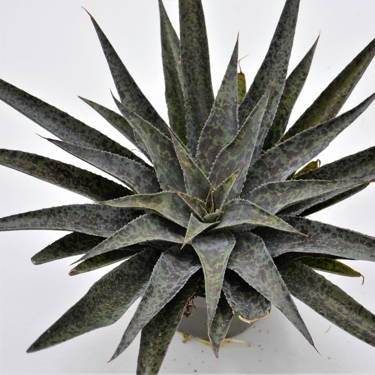 x Mangave Moonglow - 13cm