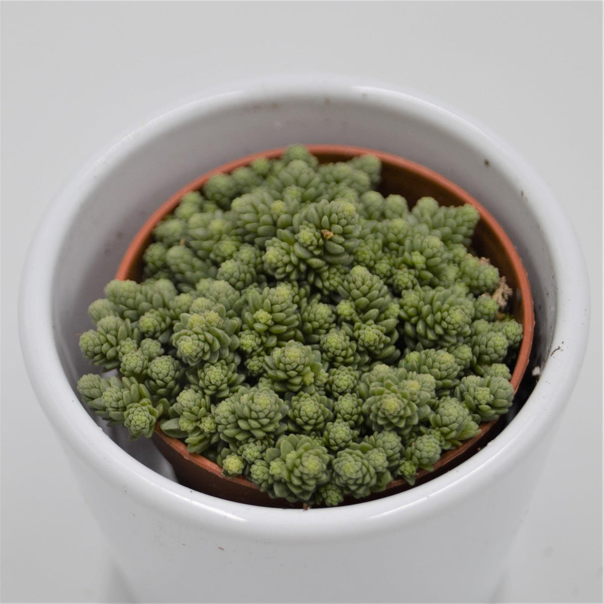 Monanthes muralis - 5,5cm