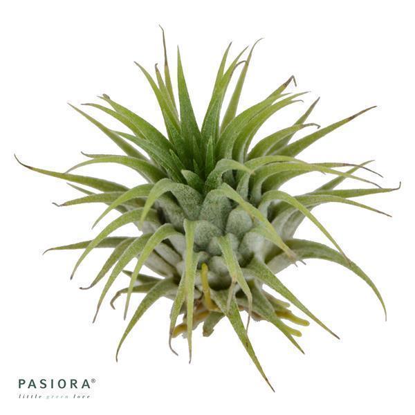 Tillandsia ionantha var. ionantha