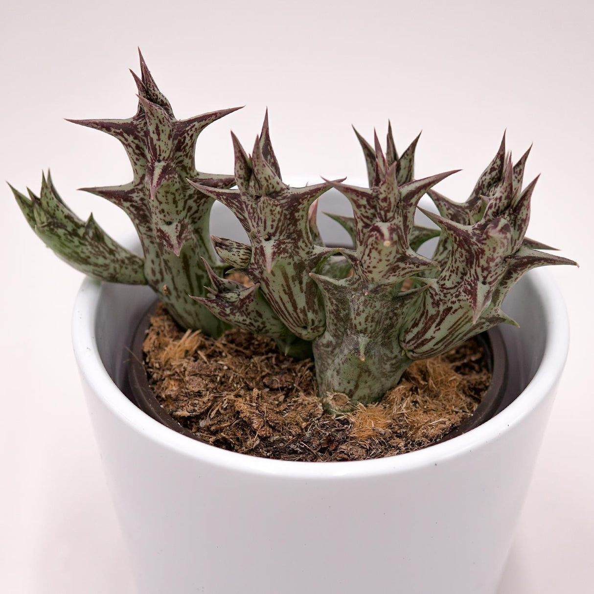 Orbea decaisneana subs. hesperidum - 8cm