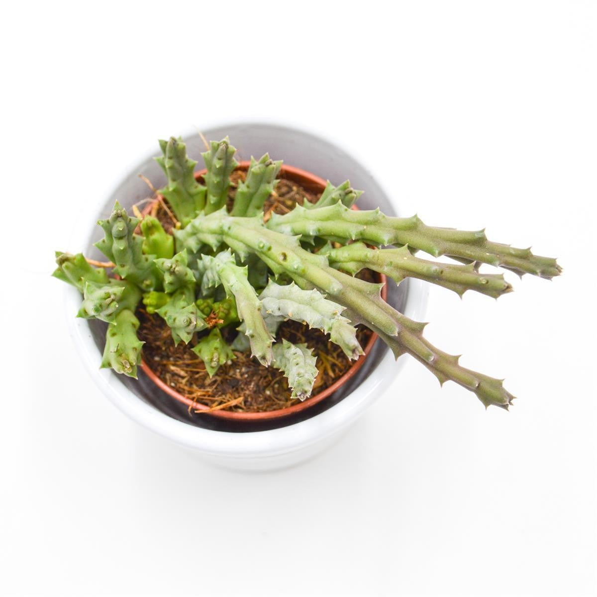 Orbea variegata - 5.5cm