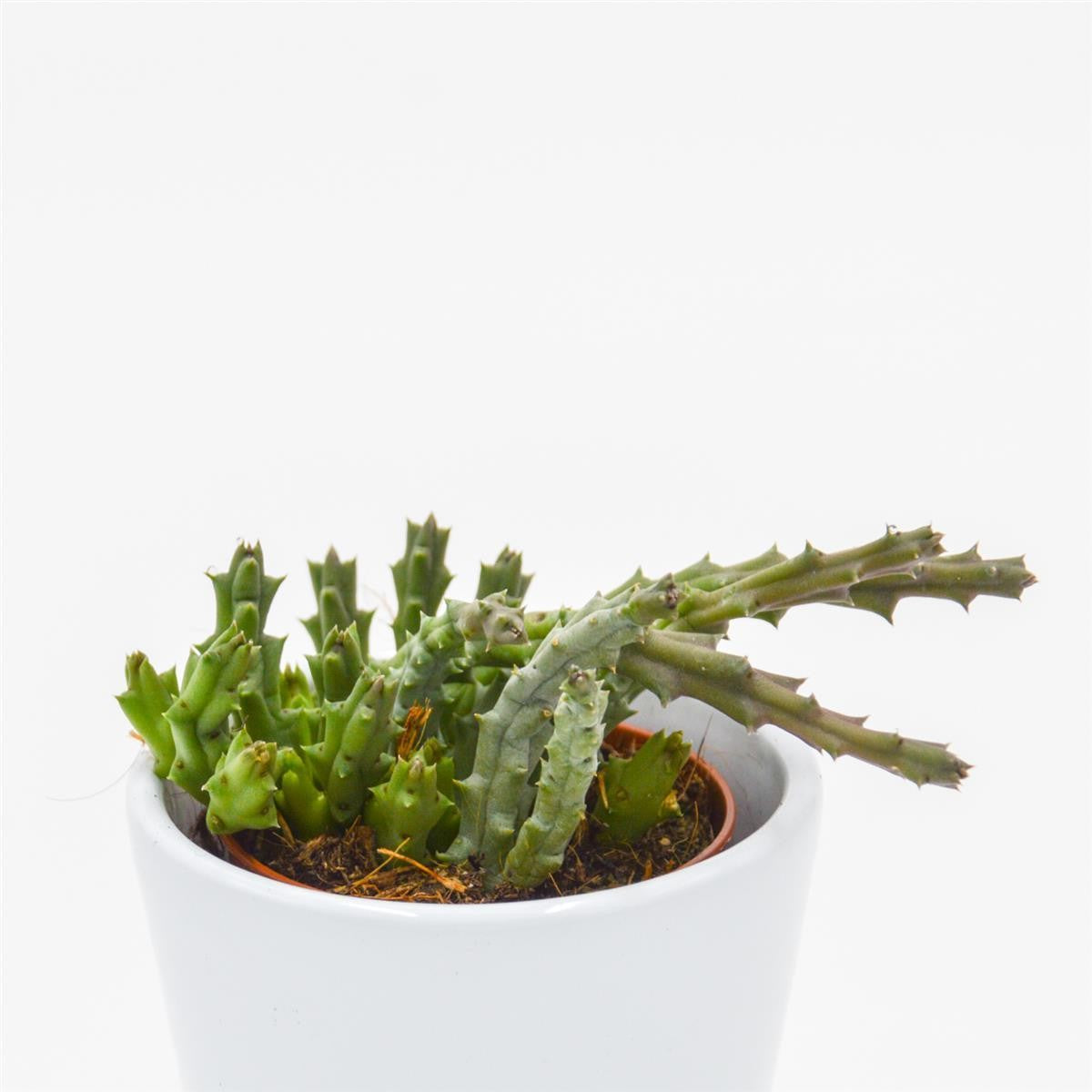 Orbea variegata - 5.5cm