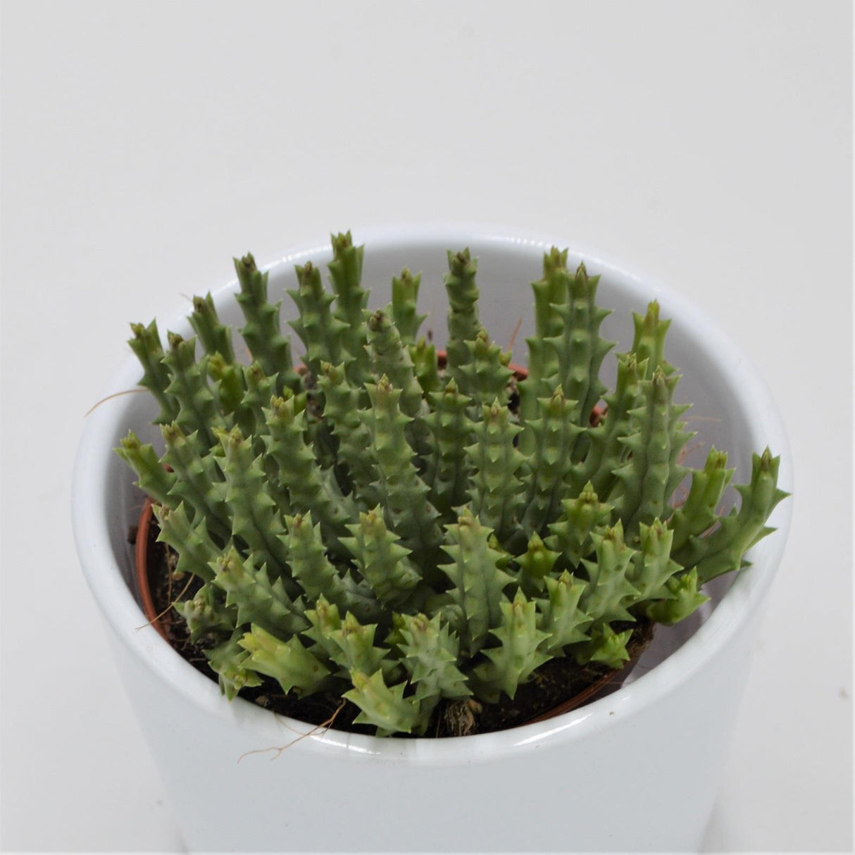 Orbea variegata - 8,5cm