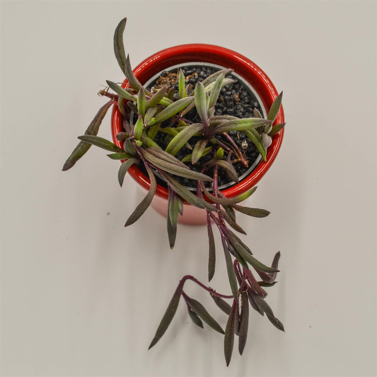 Othonna capensis Ruby Necklace - 6cm