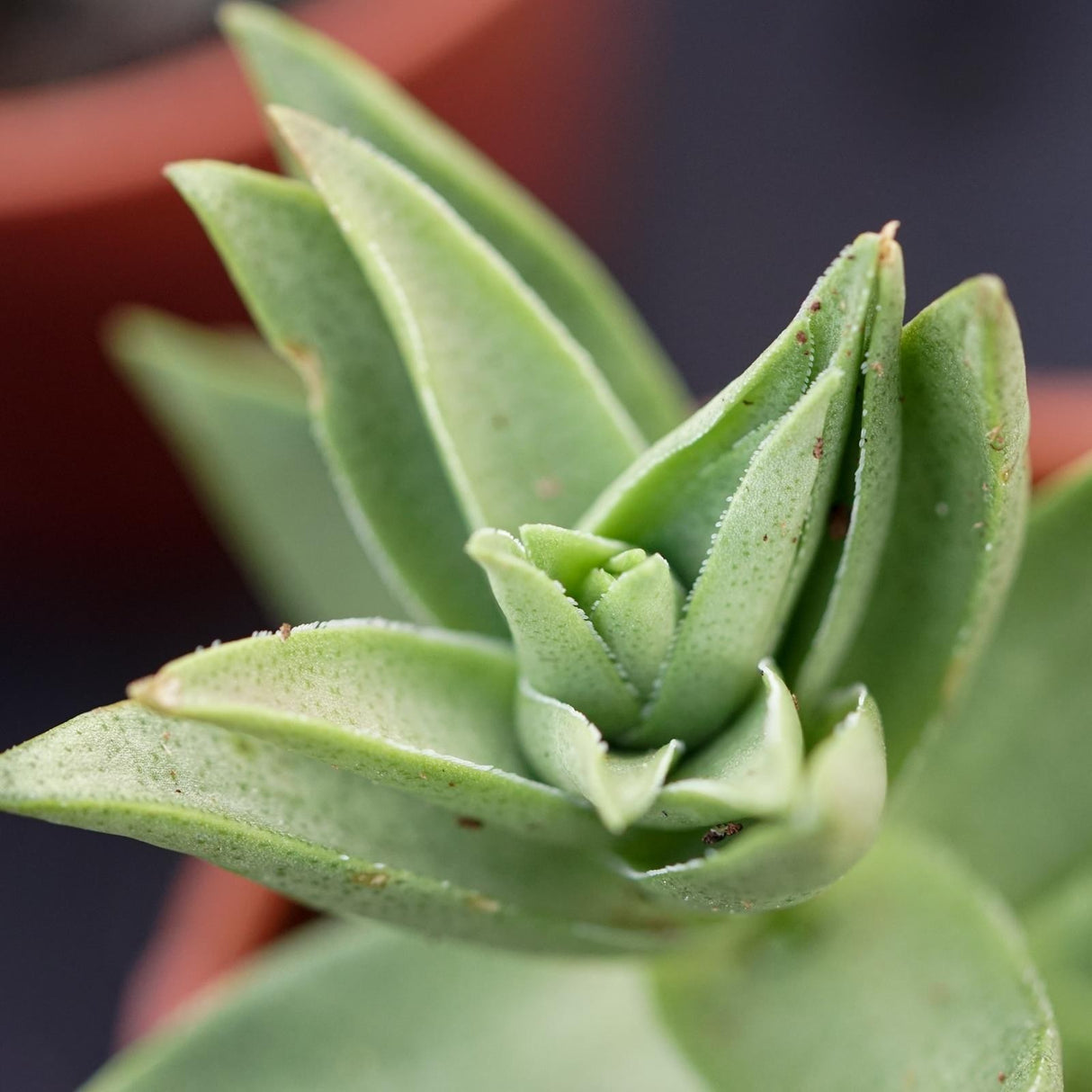 Crassula capitella Sharktooth - 5,5cm