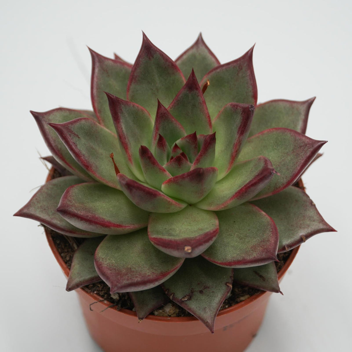 Echeveria Electra - 10,5cm