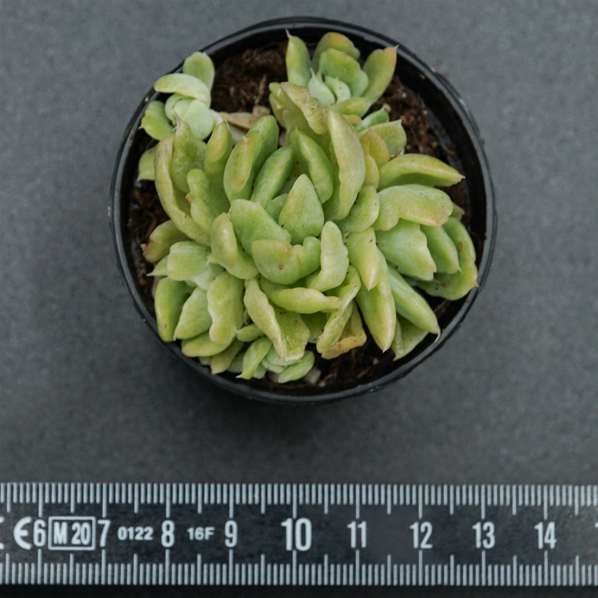 Echeveria Berry f. variegata