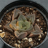 Haworthia mutica var. variegata