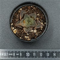 Haworthia mutica var. variegata