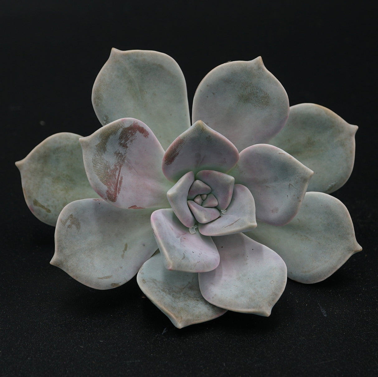 Graptopetalum cutting