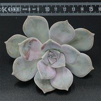 Graptopetalum Steckling