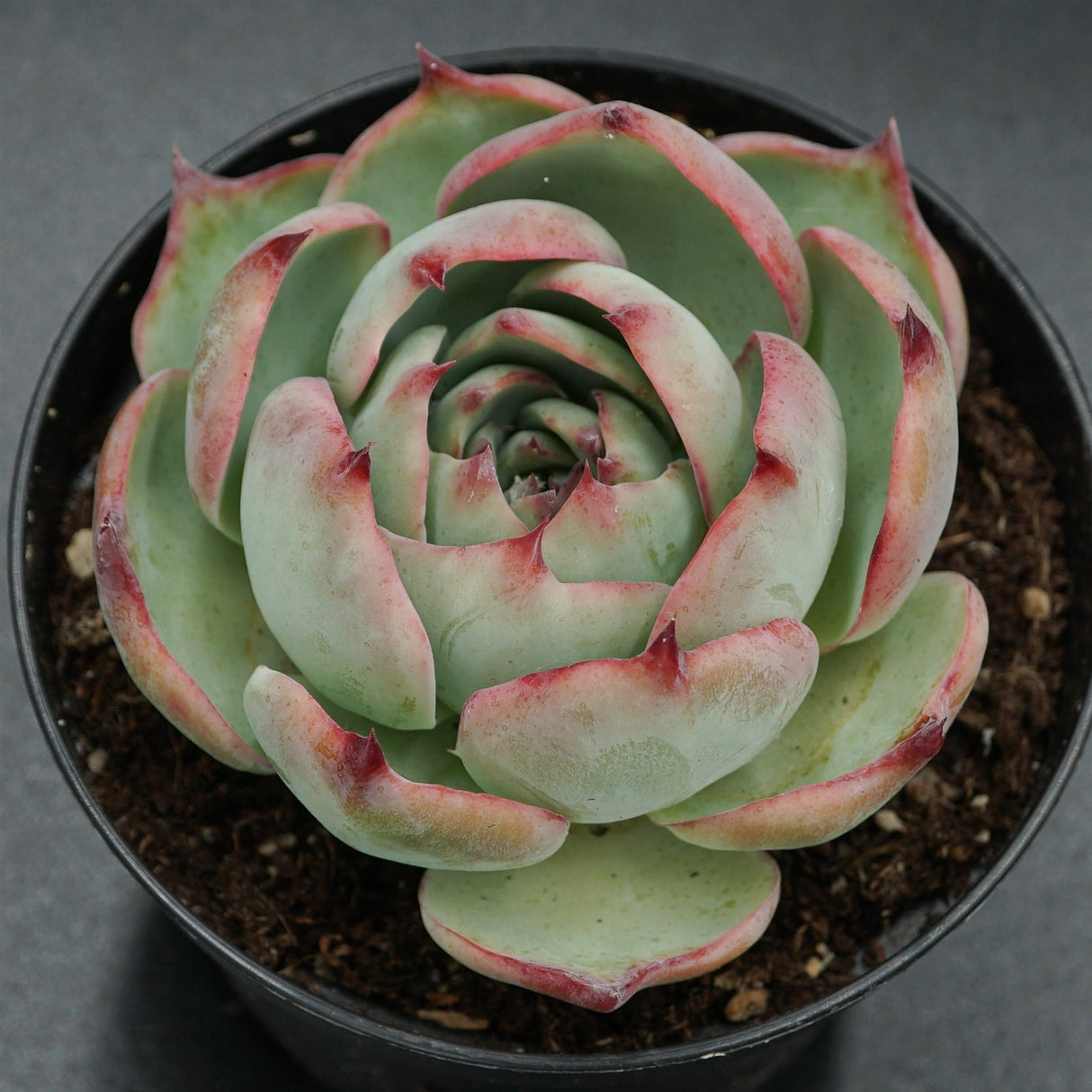 Echeveria Casio