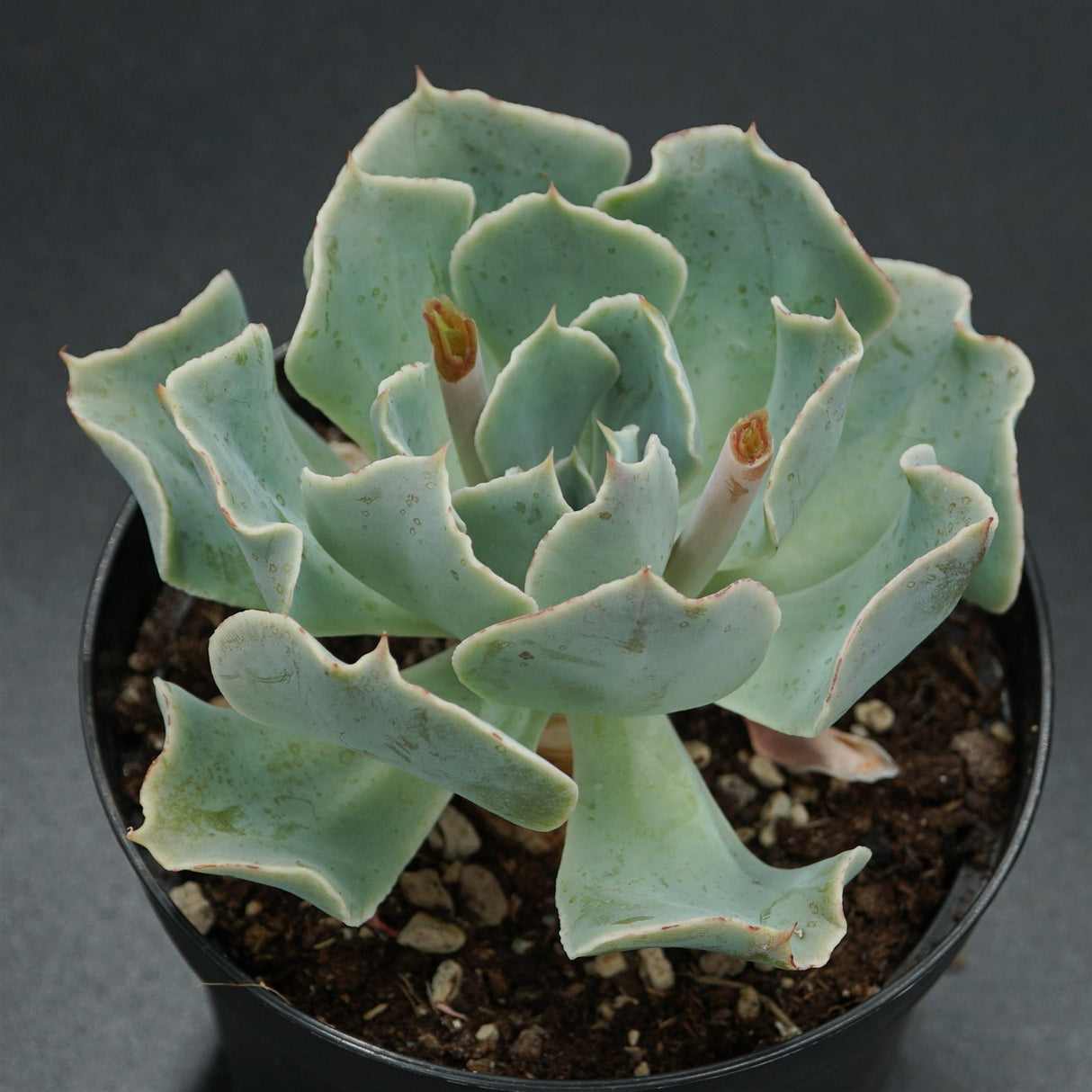 Echeveria Tsunami