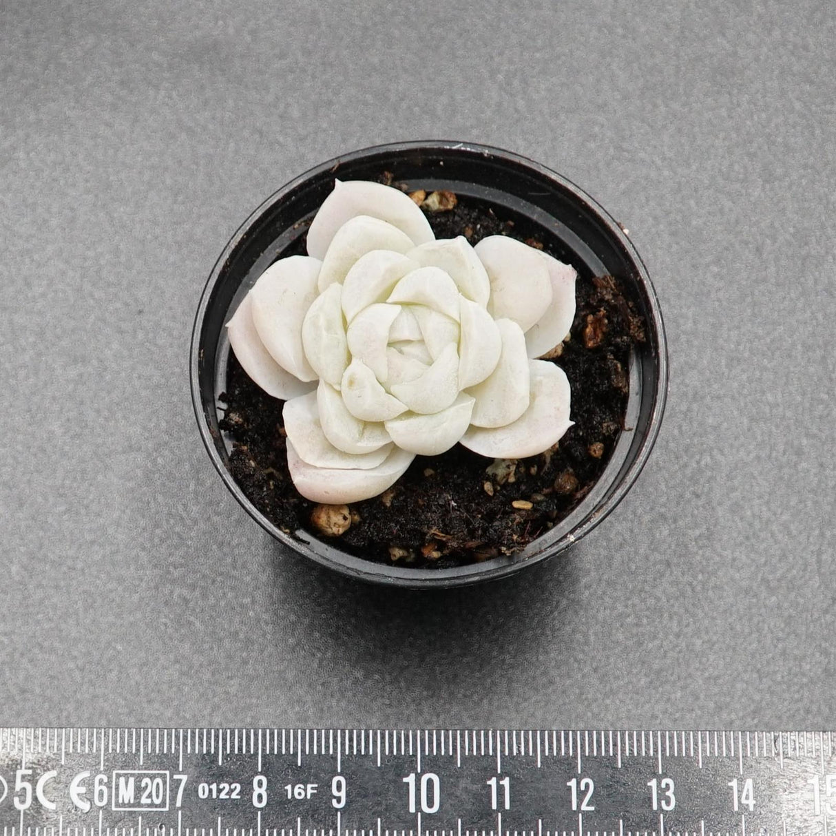 Echeveria Alba