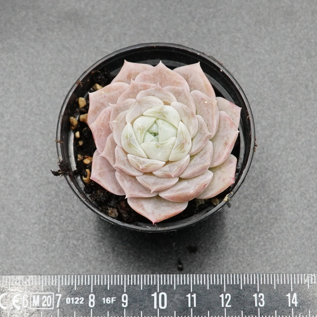 Echeveria Grace Surprise
