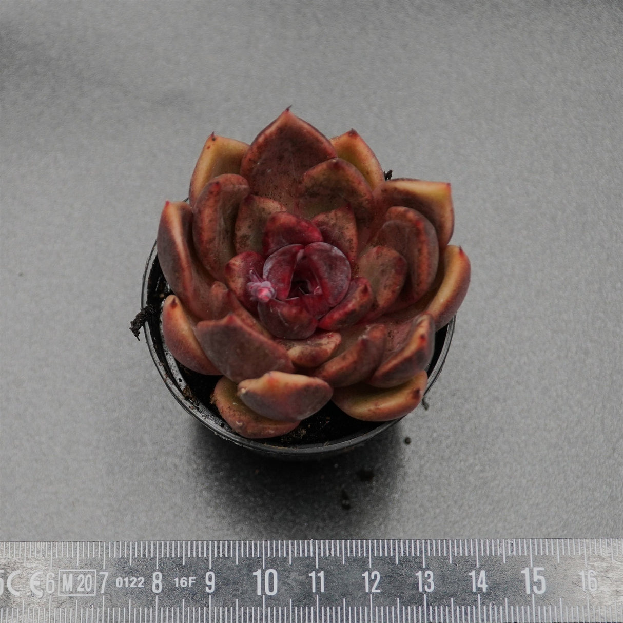 Echeveria Black