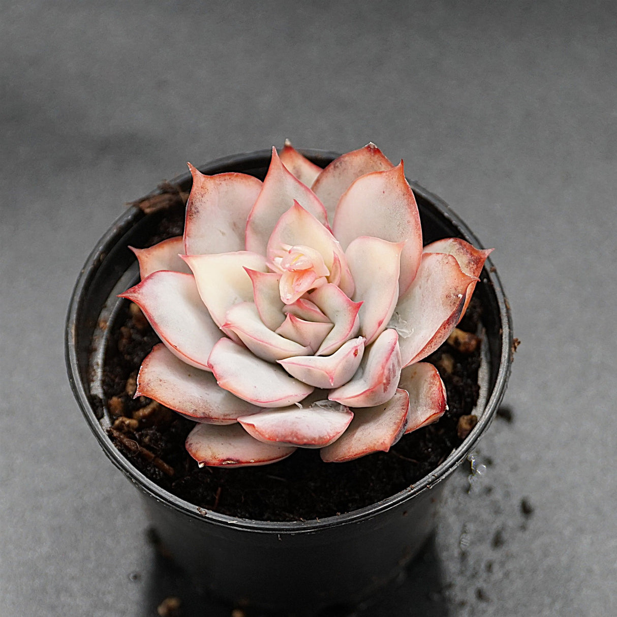 Echeveria Moon Goddes f. variegata