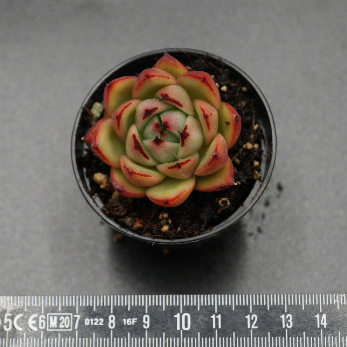 Echeveria Torchlight
