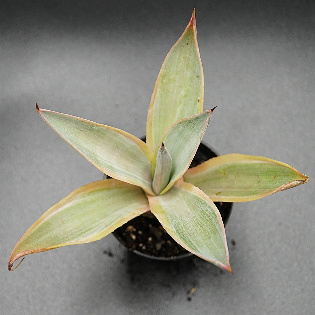 Agave desmettiana